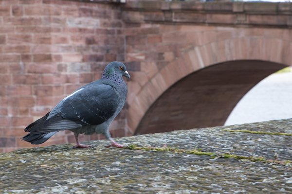 Filets anti-pigeons sur mesure : la solution idéale pour votre habitat